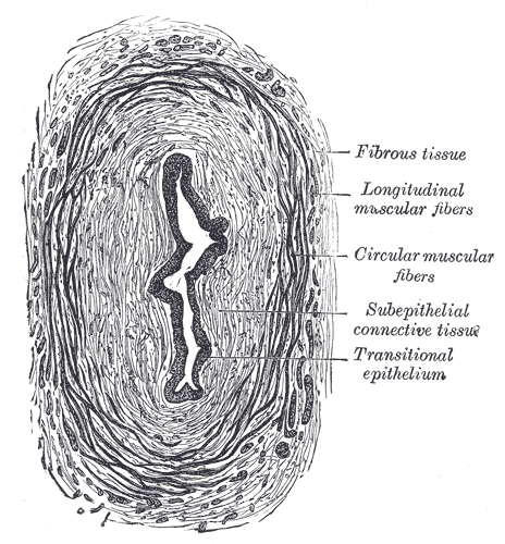 <p>Transverse Section&nbsp;of the Ureter