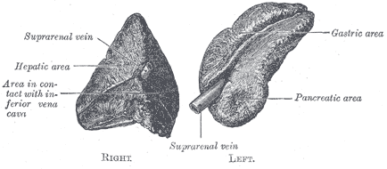 <p>Chromophil and Cortical Systems, Suprarenal Glands (Anterior View)