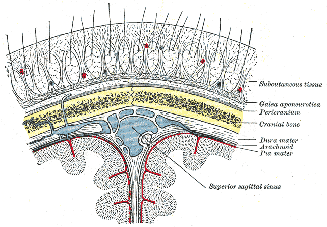 <p>Relationship of the Meniges to the Skull and Brain