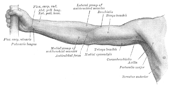 <p>Right Upper Extremity Surface Anatomy