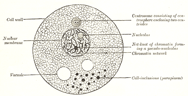 <p>Animal Cell