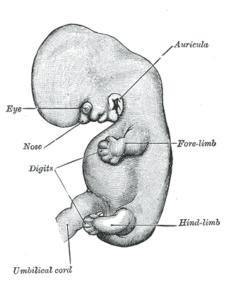 <p>Embryo at Approximately&nbsp;6 Weeks