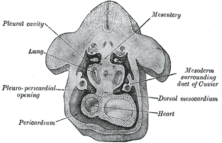 <p>Development of the Body Cavities, Pleuroperitoneal opening, Pleuropericardial, Pericardium</p>