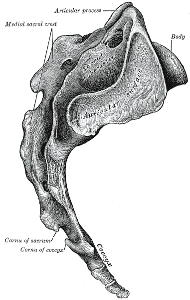 <p>Sacrum and Coccyx, Lateral Surface