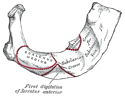 <p>Peculiar Ribs,&nbsp;First Digitation of Serratus Anterior, Subclavius Groove</p>