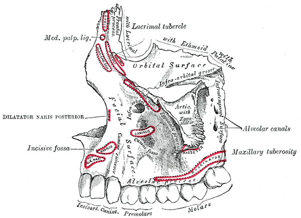 <p>Left Maxilla and Upper Jaw