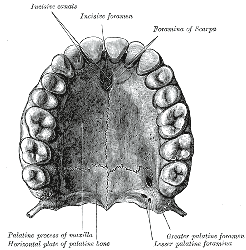 <p>Inferior View of the Maxilla