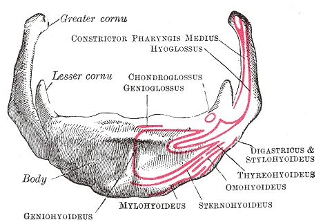 <p>Hyoid bone; Anterior surface</p>