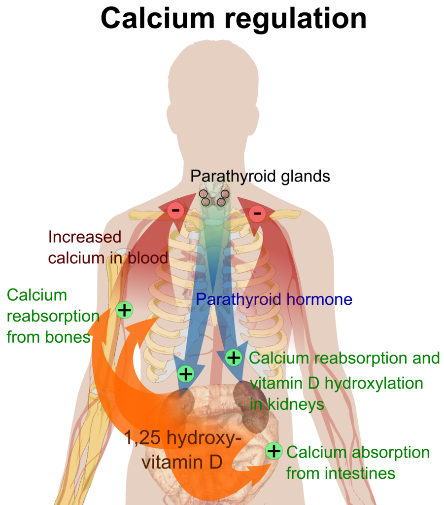 Overview of calcium regulation