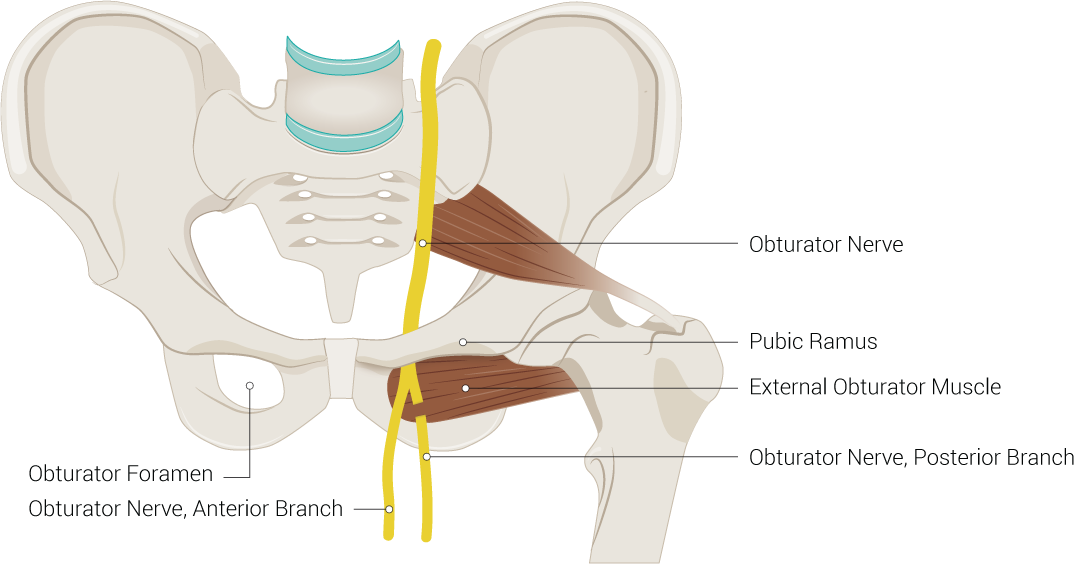 <p>Pelvic Region Anatomy