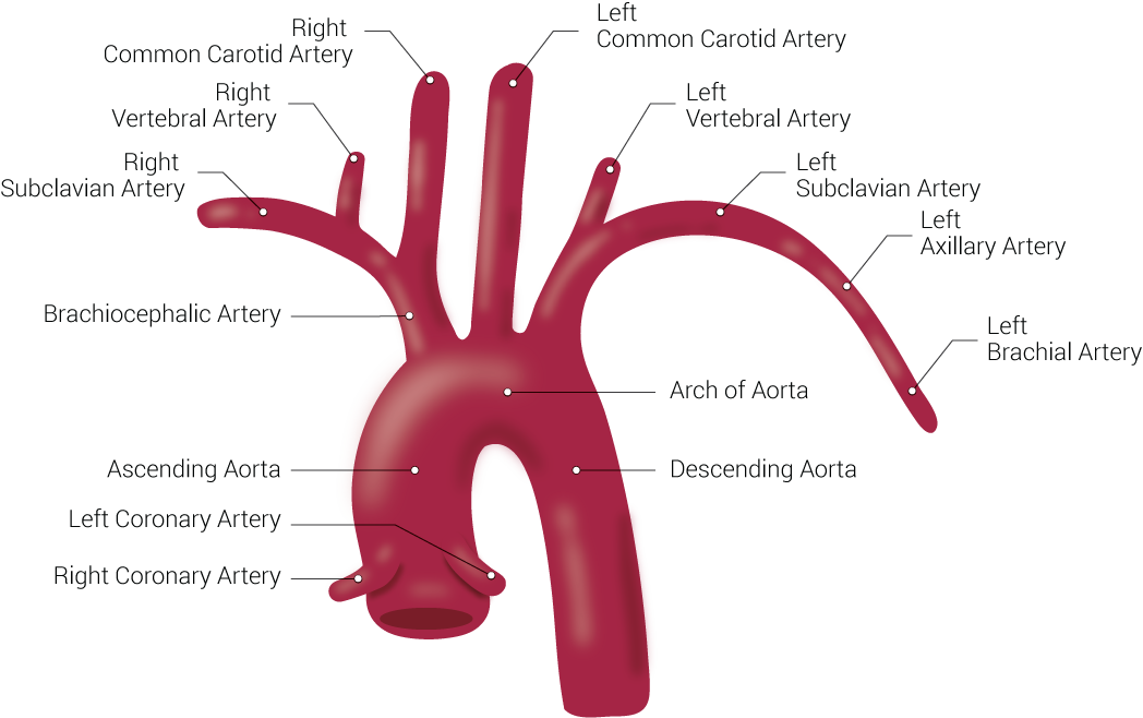 <p>Branches of the Aorta