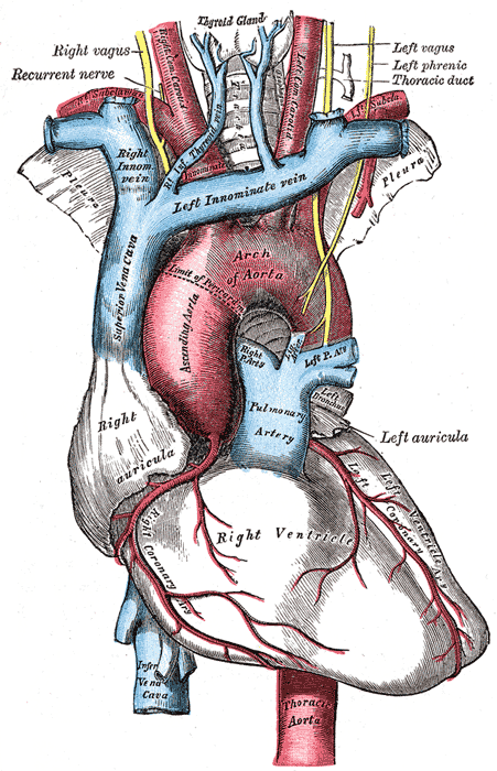 <p>The Arch of the Aorta and its Branches.</p>