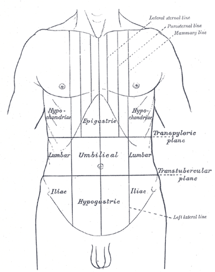 <p>Nine Regions of the Abdomen