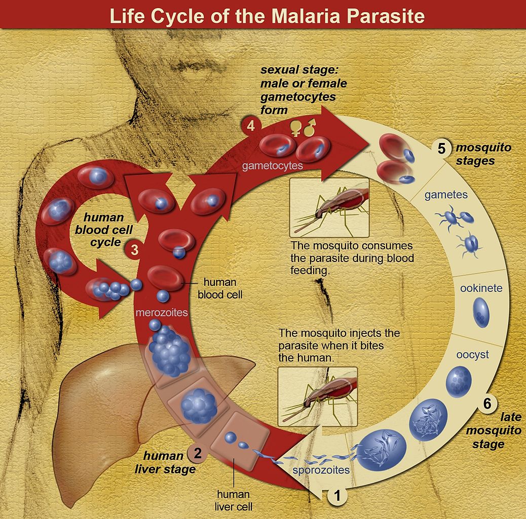 Life Cycle of the Malaria Parasite