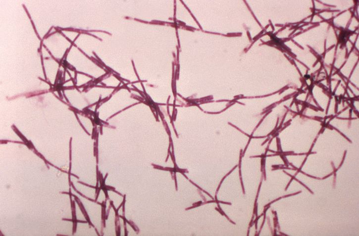 Anthrax Bacillus anthracis, Gram-Positive rods