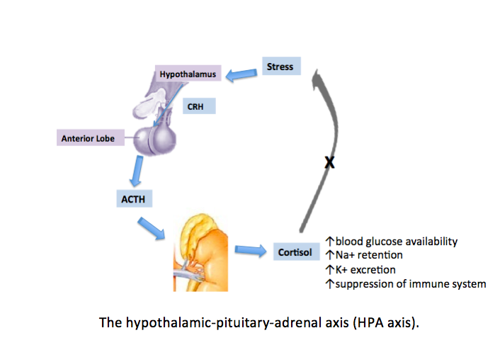 <p>The Hypothalamic-Pituitary-Adrenal Axis</p>