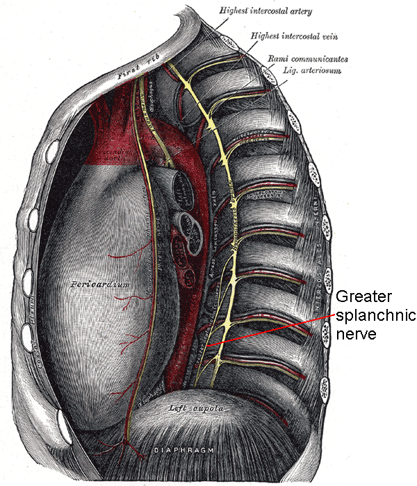 <p>Greater Splanchnic Nerve