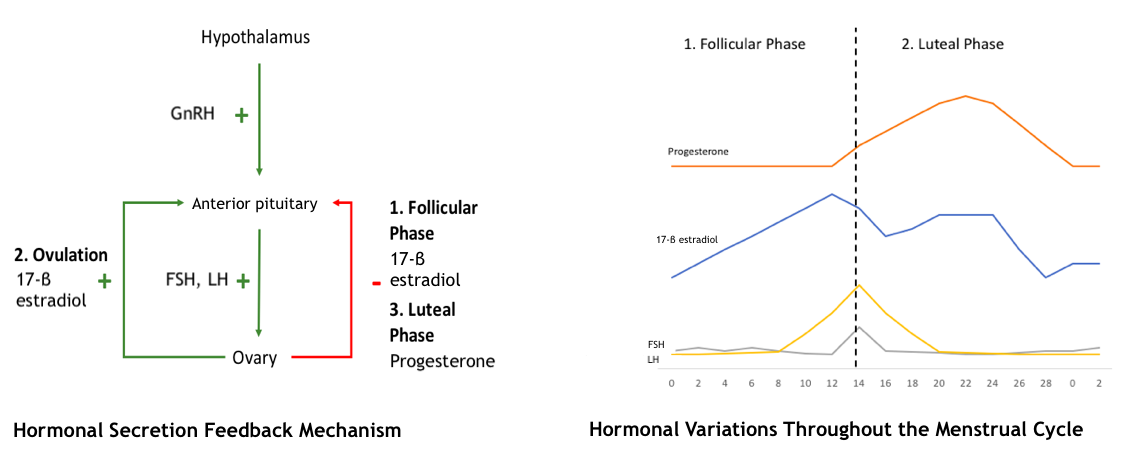 <p>Hormonal Secretion and Feedback Mechanism During the Menstrual Cycle