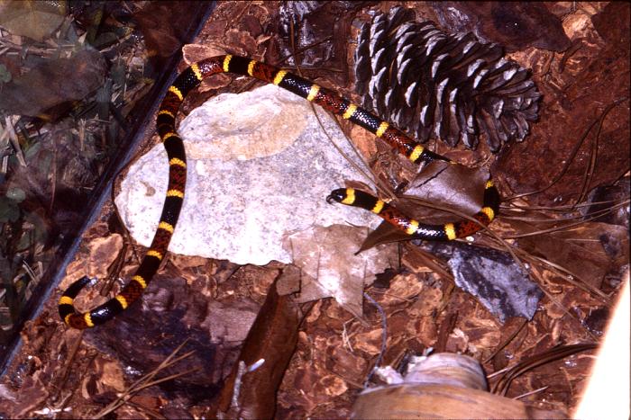 <p>Coral Snake</p>