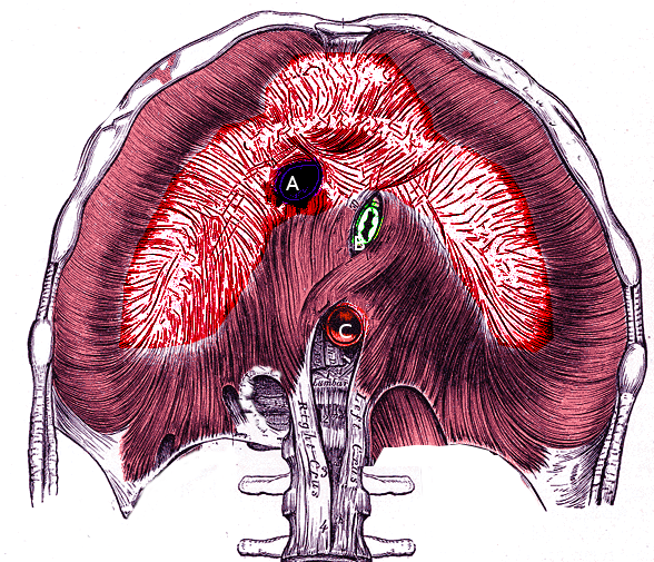 Diaphragm and its apertures