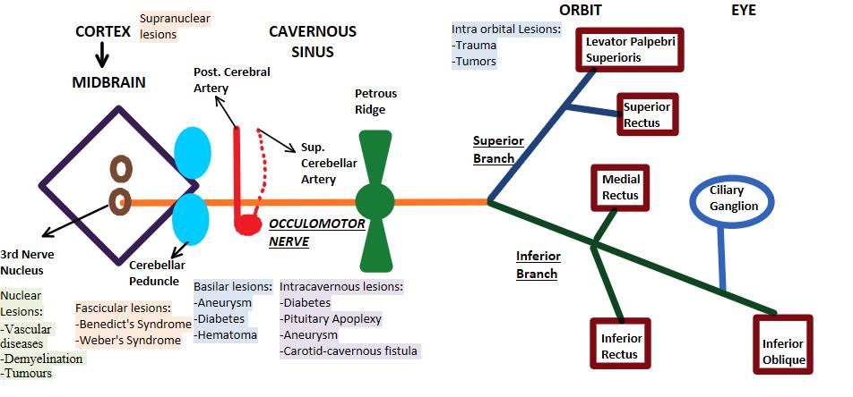 Oculomotor Nerve