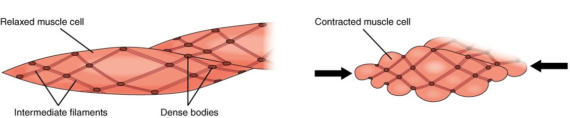 Smooth Muscle Contraction