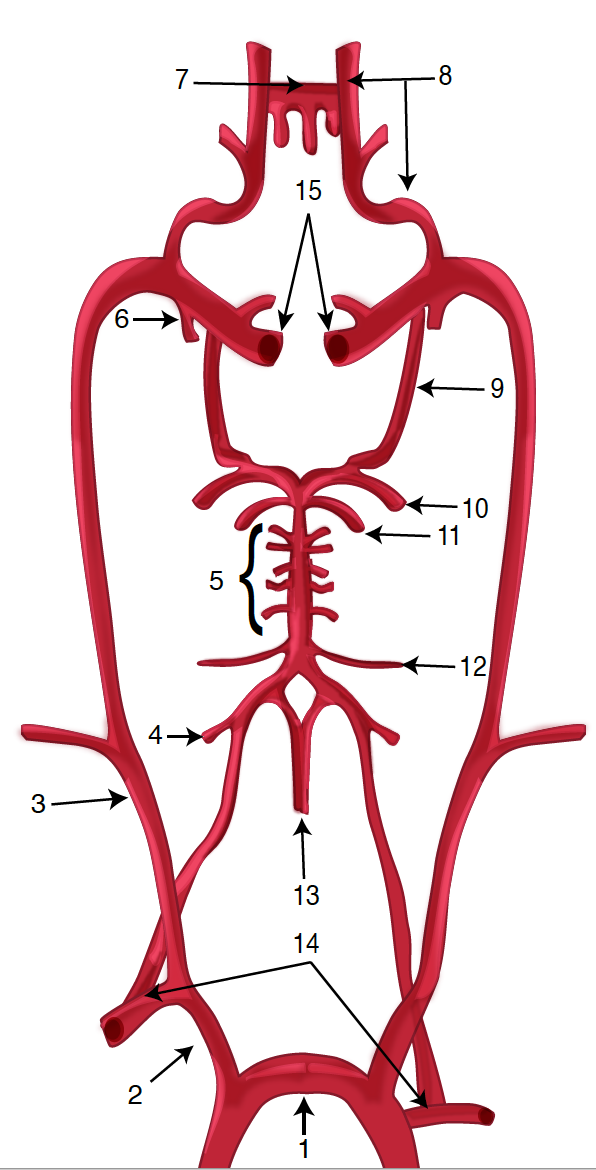 <p>Diagram of the Brain Blood Circulation