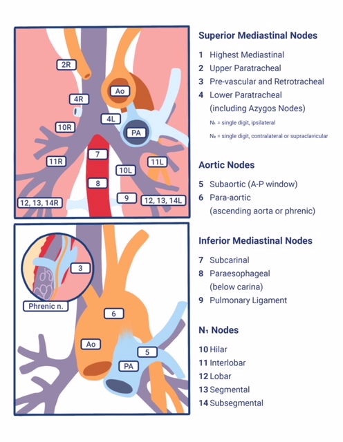 Mediastinal Lymph Node Stations