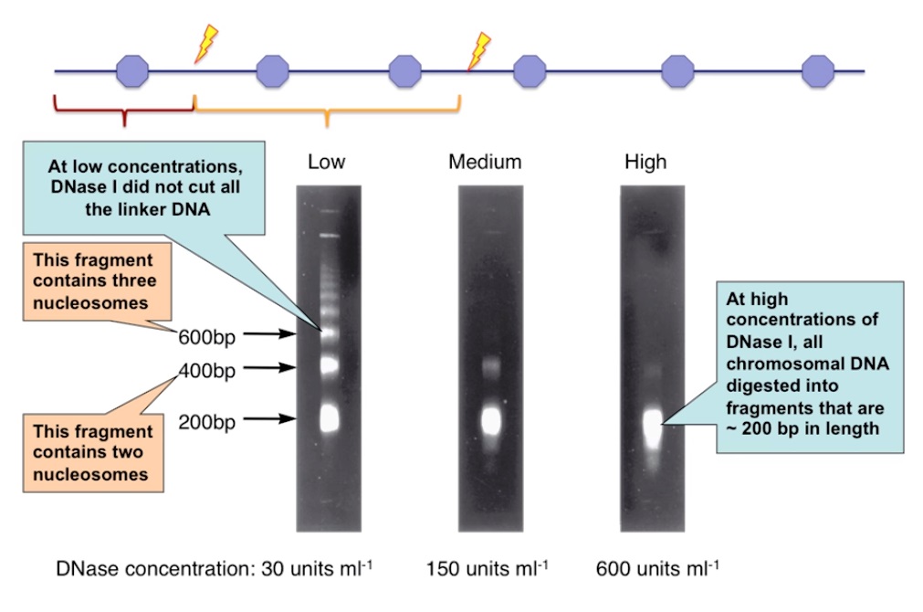 DNA in the nucleus wrapped in chromatin was approximately 200 base pairs long around each nucleosome