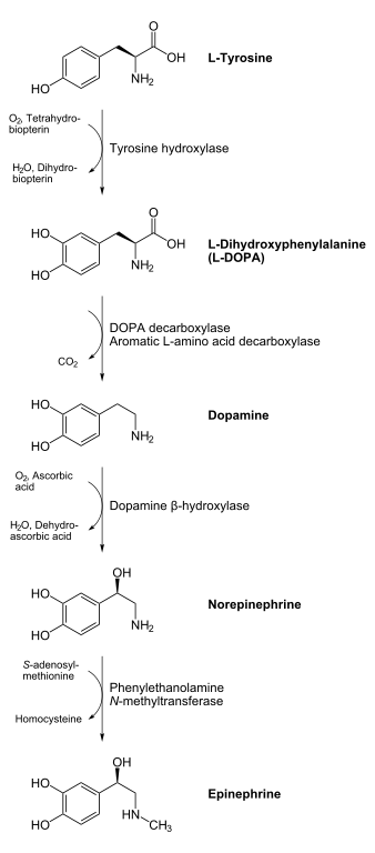 Biosynthesis of catecholamines adrenaline (epinephrine) and noradrenaline (norepinephrine), intermediates DOPA and dopamine