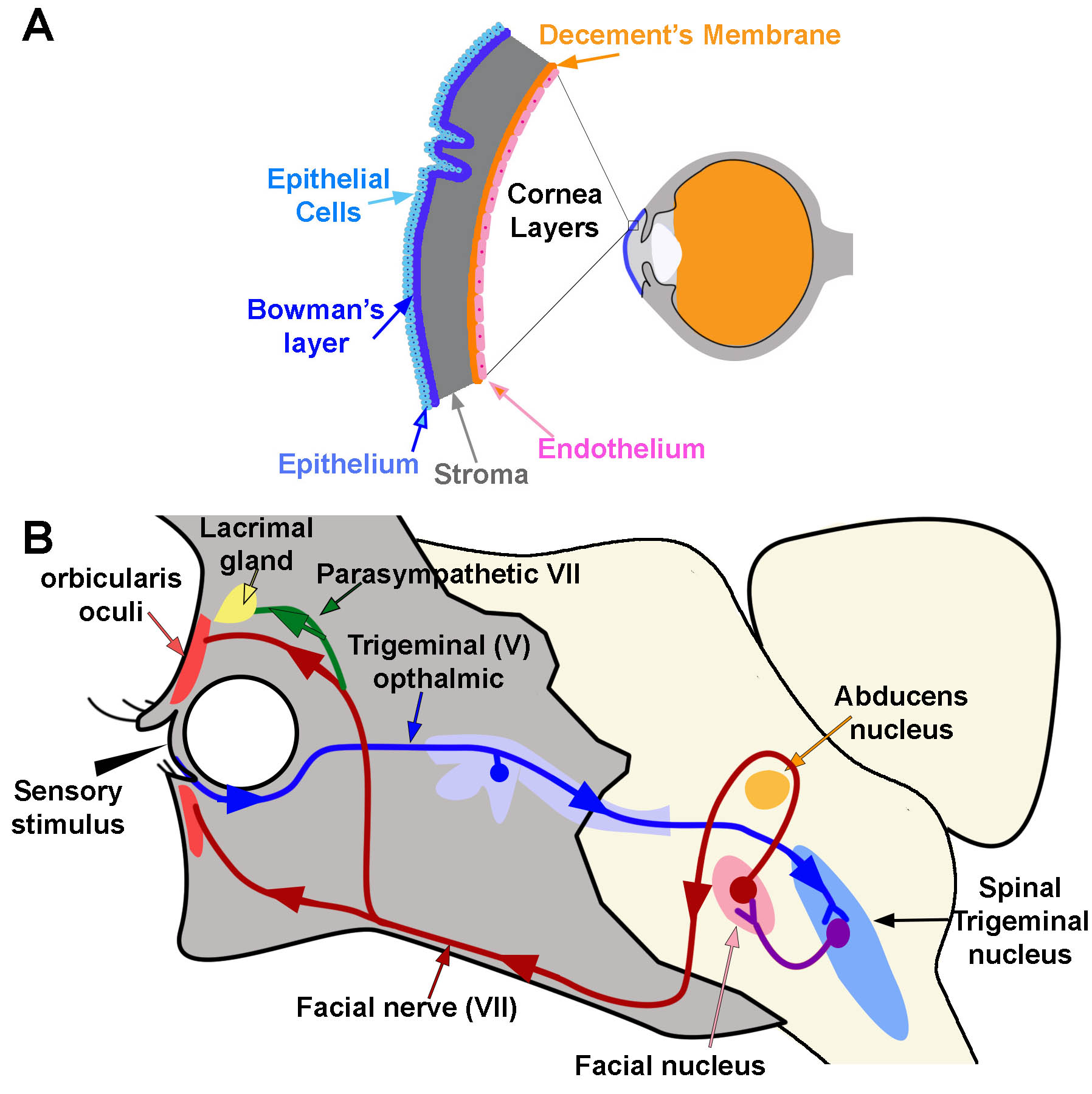 Corneal Reflex