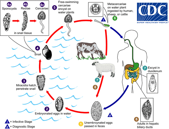 Lifecycle of Fasciola sp.