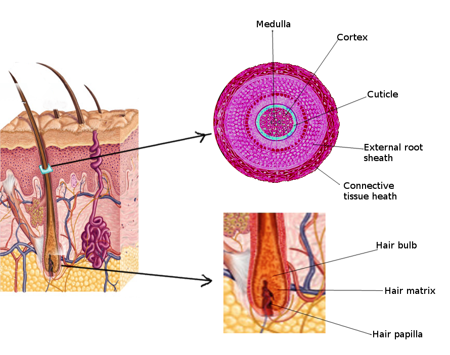 Hair anatomy