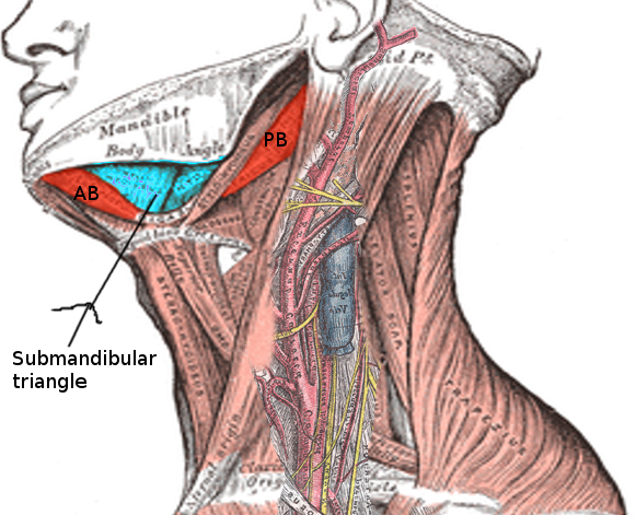 <p>Submandibular Triangle