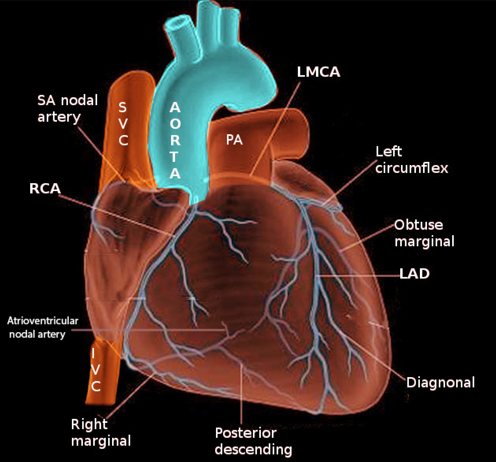 Coronary arteries