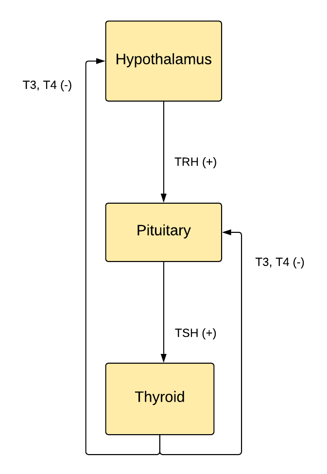 <p>The Hypothalamus-Pituitary-Thyroid Axis</p>