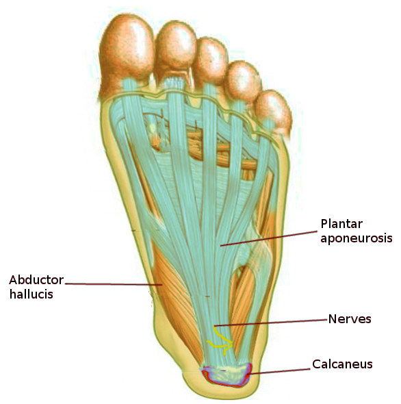 <p>Plantar Aponeurosis