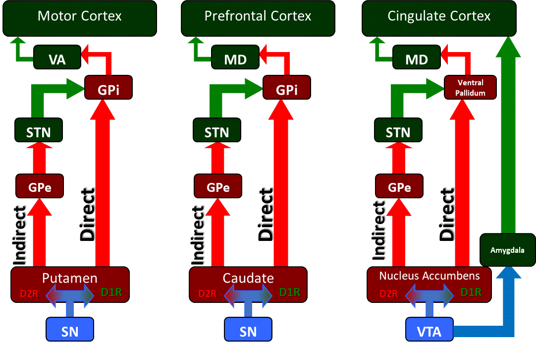 <p>Basal Ganglia Circuitry and its Associated Motor, Cognitive, and Limbic Uutputs