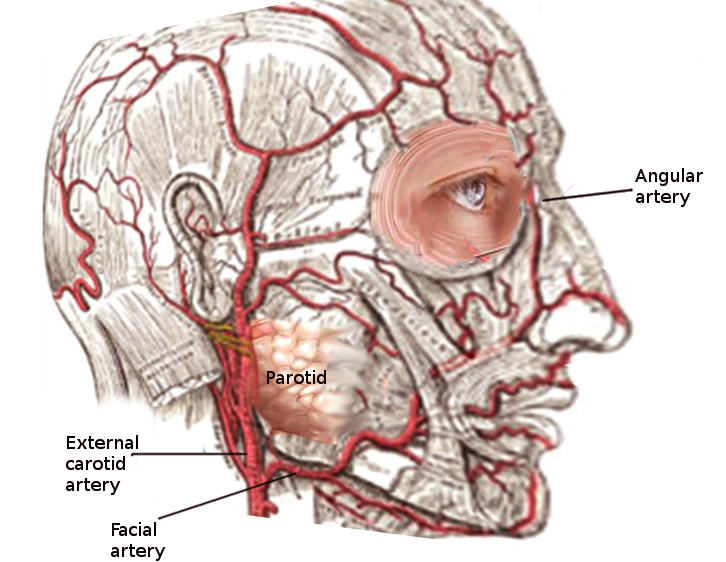 <p>Facial Artery