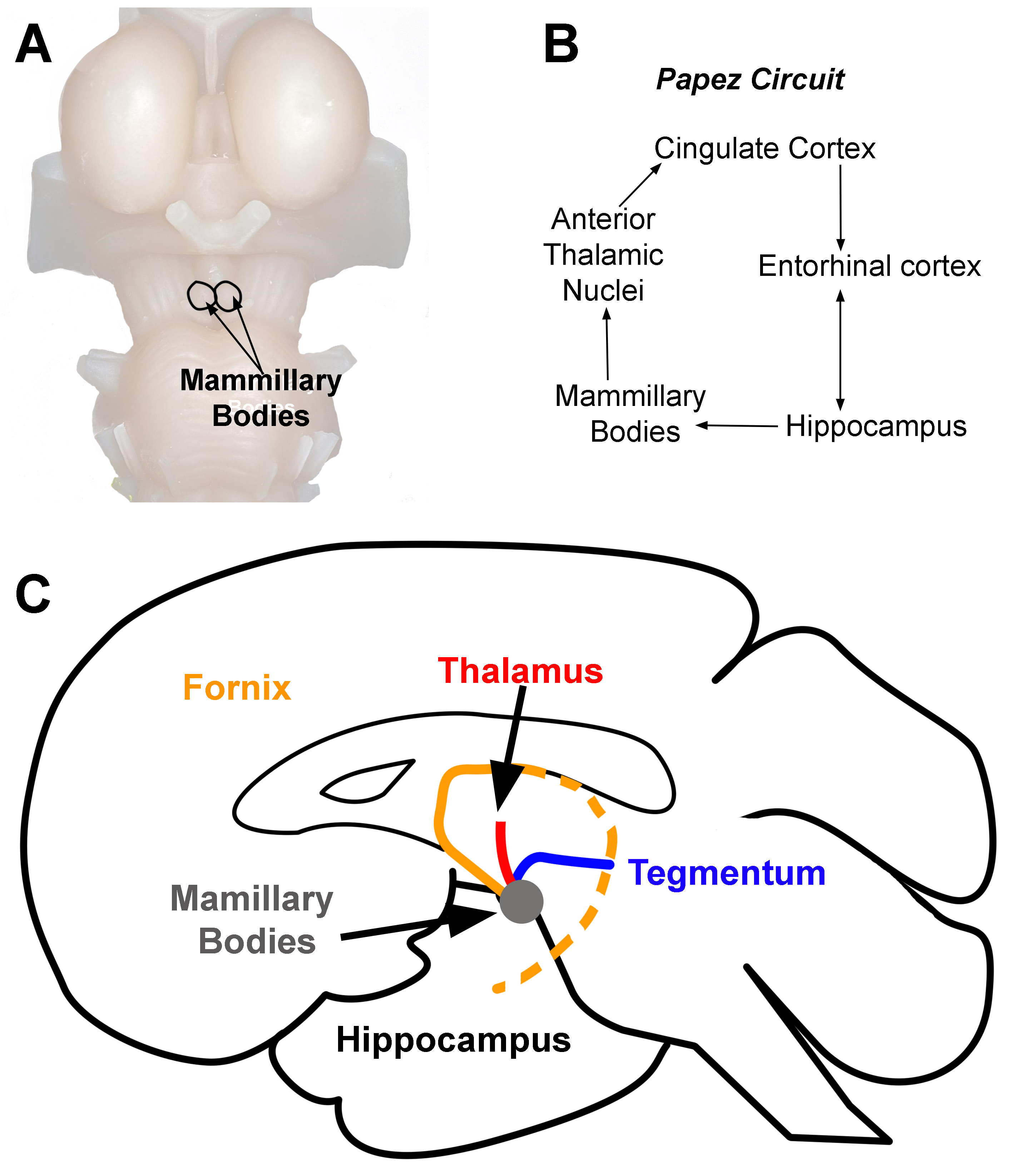 <p>Mammillary Bodies