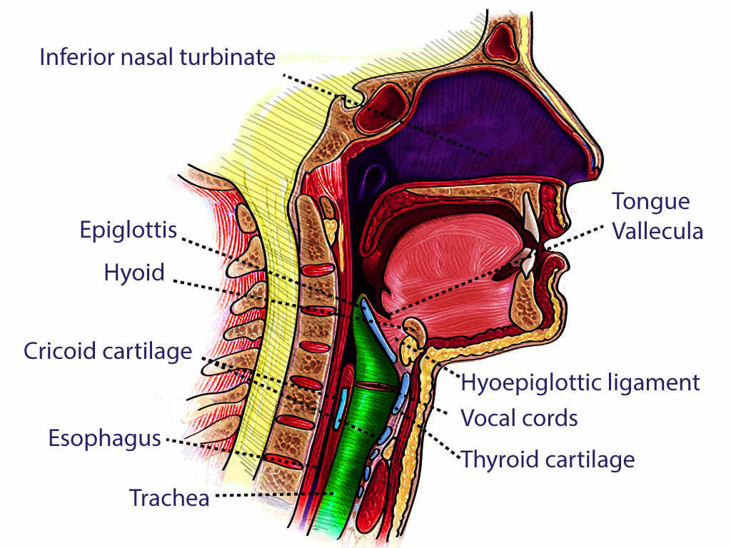 <p>Neck Cross Section</p>