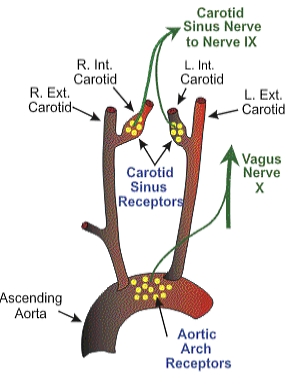 <p>Neural Pathways of Baroreceptor Signaling