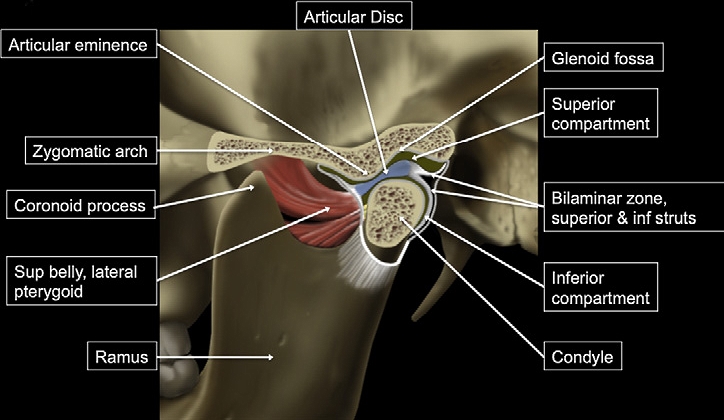 <p>Temporomandibular Joint