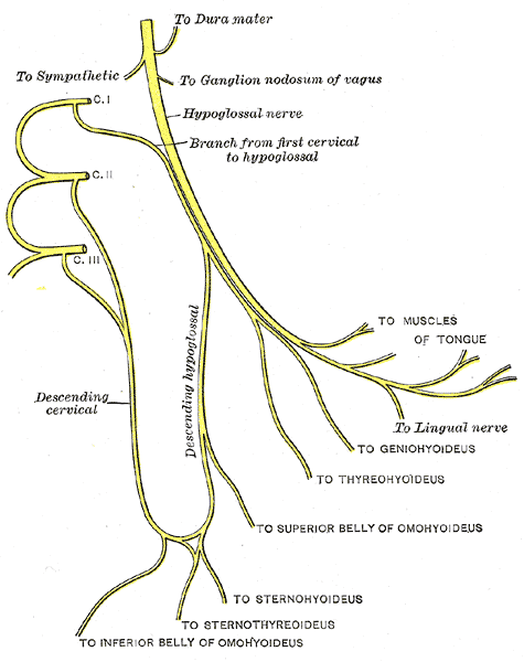 Cervical plexus. Includes ansa cervicalis.