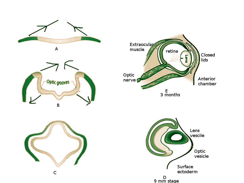 <p>Embryology of the Eye</p>