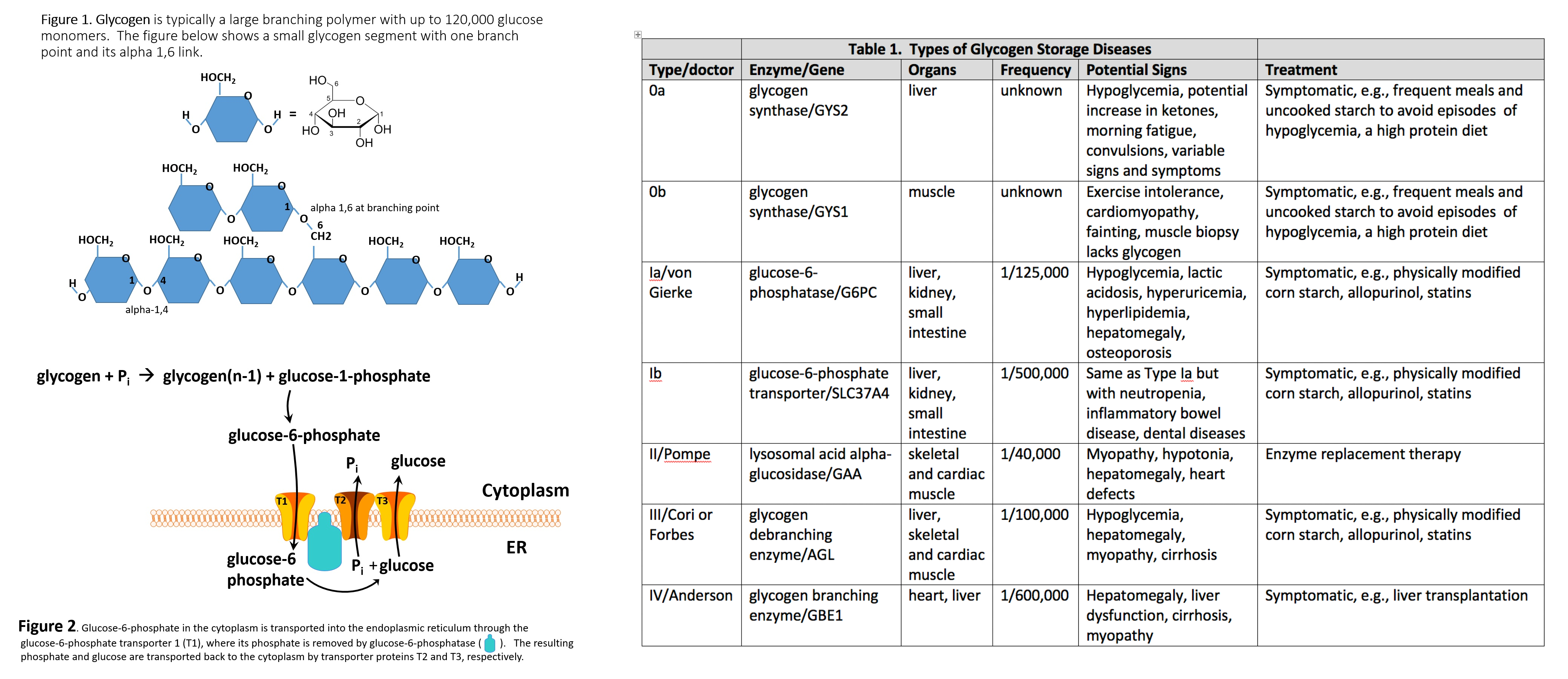 <p>Glycogen, Free Glucose Release, and Glycogen Storage Diseases