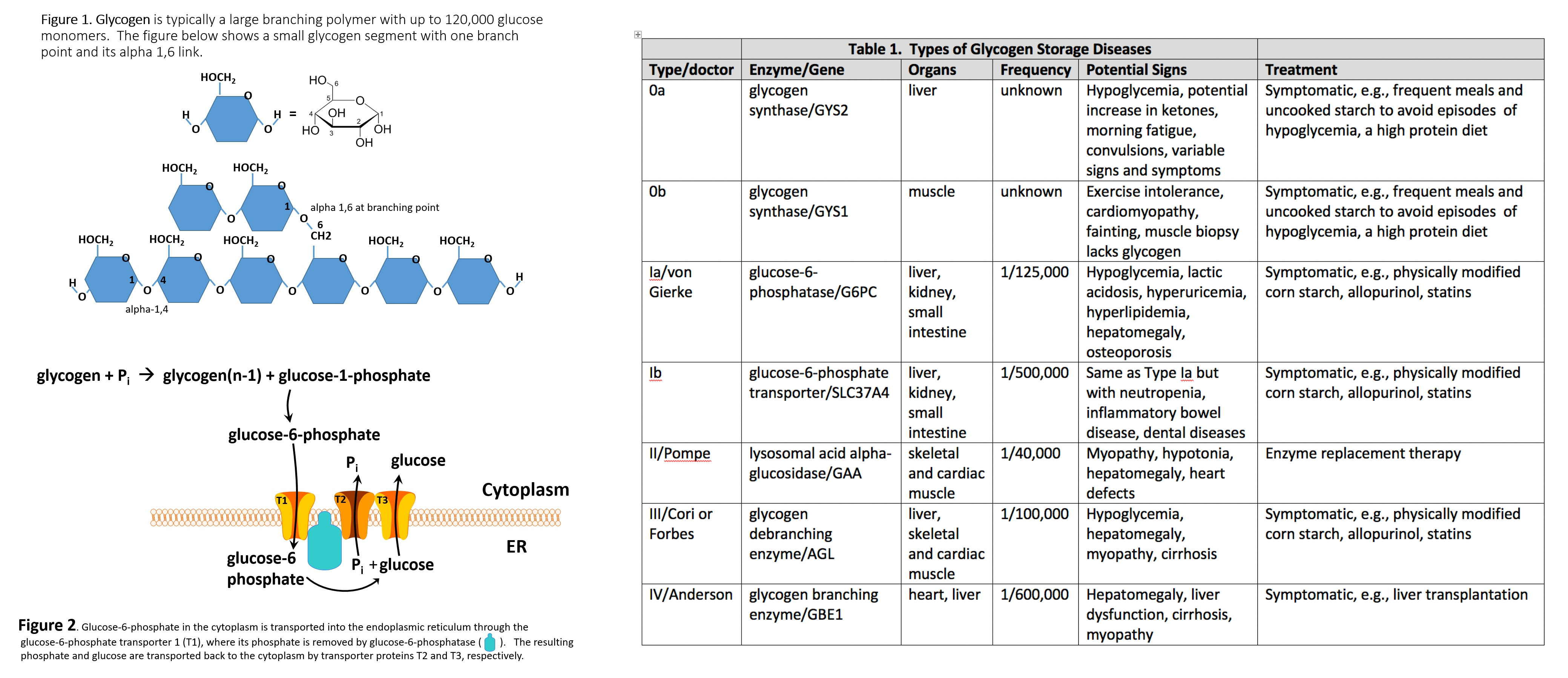 Glycogen Branching Polymer (left) 
Glycogen Storage Disease (right)