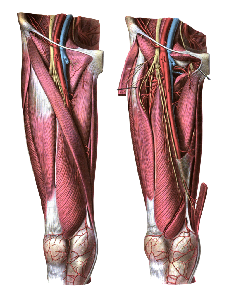 <p>Anterior View of&nbsp;the&nbsp;Thigh</p>