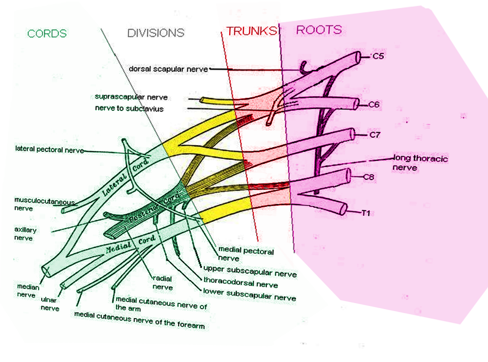 Brachial plexus