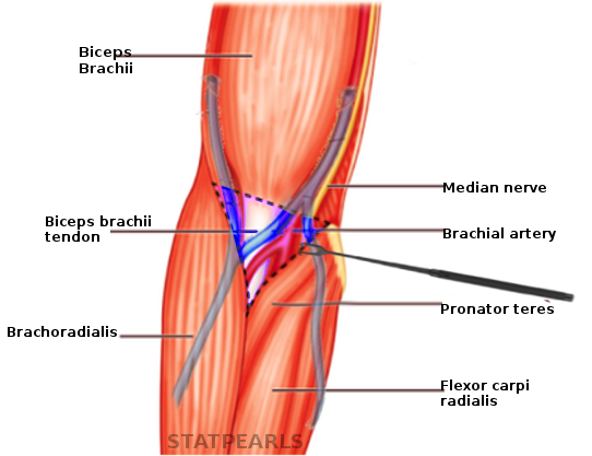 Cubital fossa